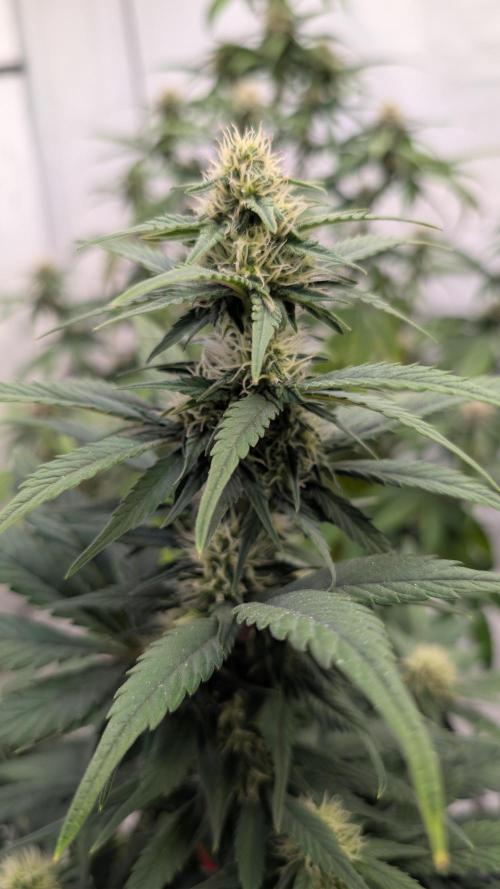 Last Auto Run. Week 6