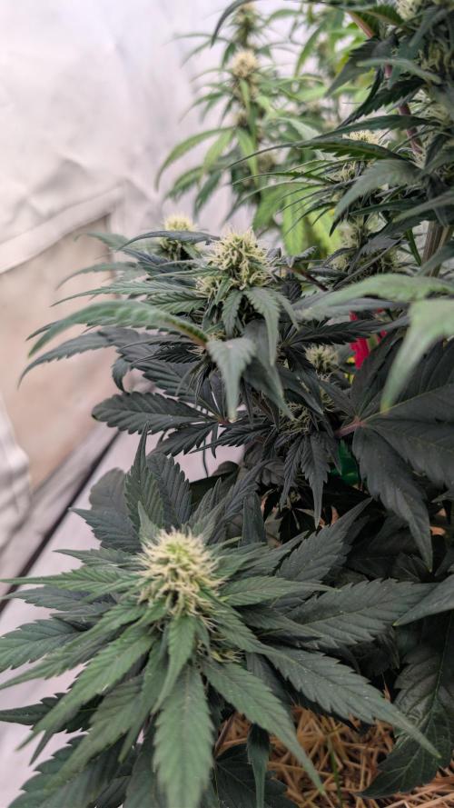 Last Auto Run. Week 6