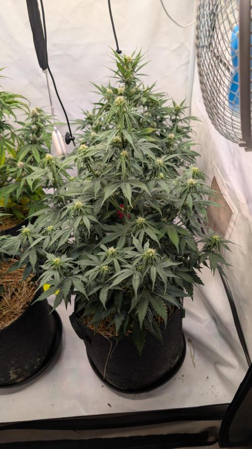 Last Auto Run. Week 6