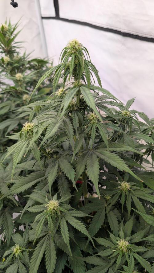 Last Auto Run. Week 6