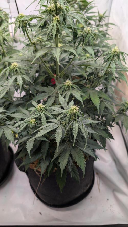 Last Auto Run. Week 6