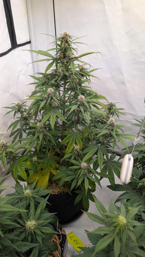 Last Auto Run. Week 6