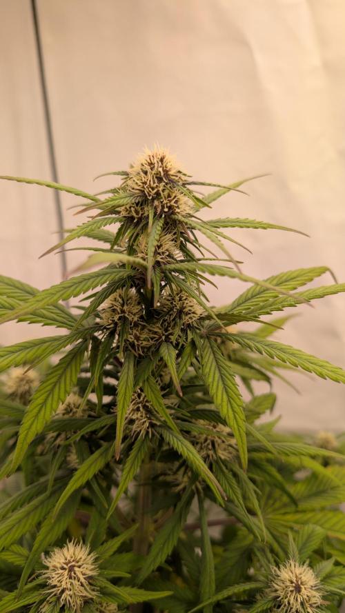 Last Auto Run. Week 6