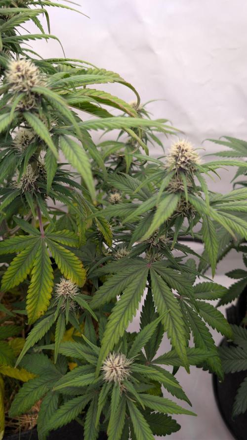 Last Auto Run. Week 6