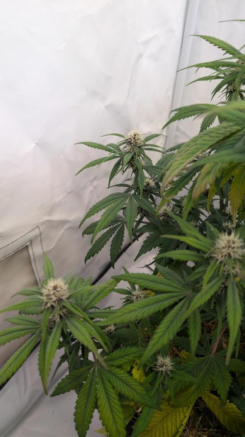 Last Auto Run. Week 6