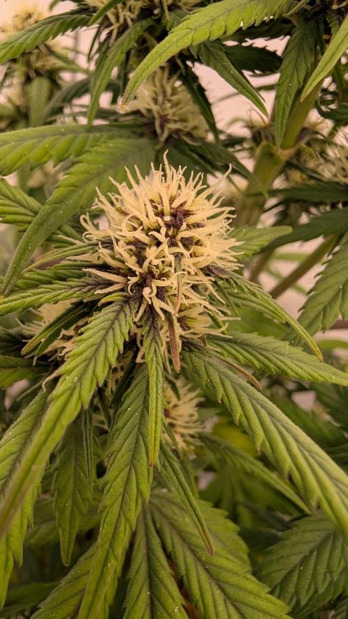 Last Auto Run. Week 6