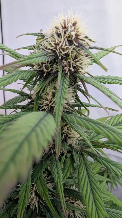 Last Auto Run. Week 6