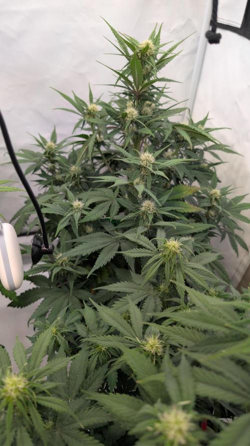 Last Auto Run. Week 6