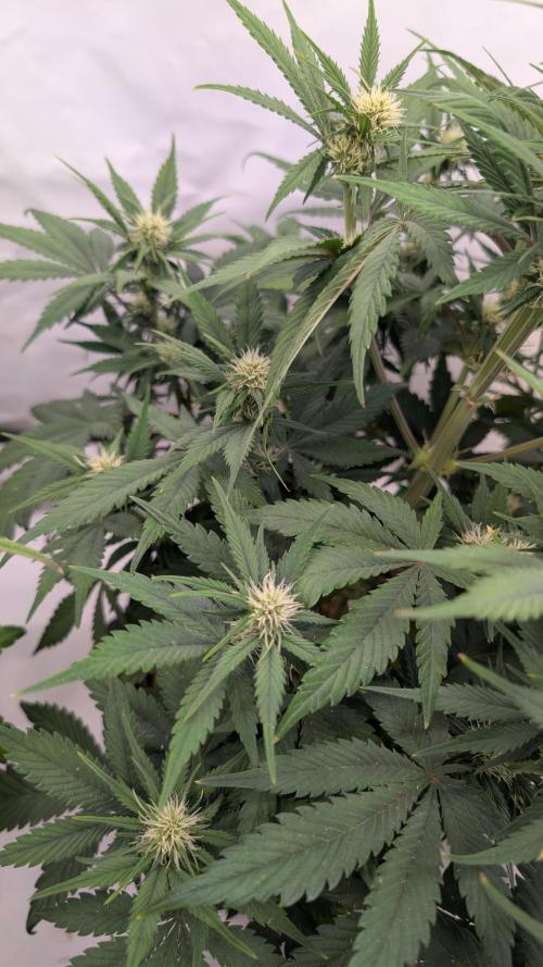 Last Auto Run. Week 6