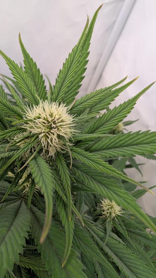 Last Auto Run. Week 6