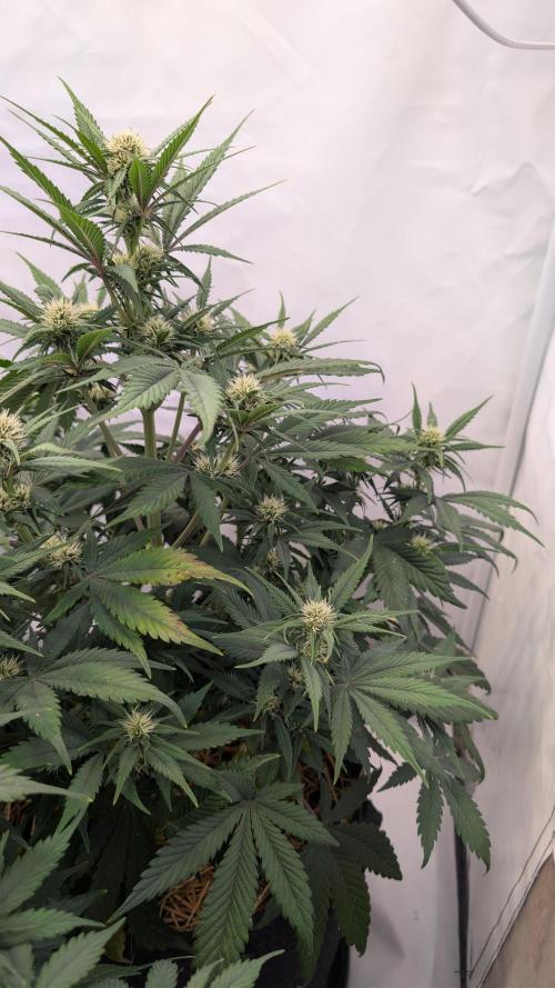 Last Auto Run. Week 6