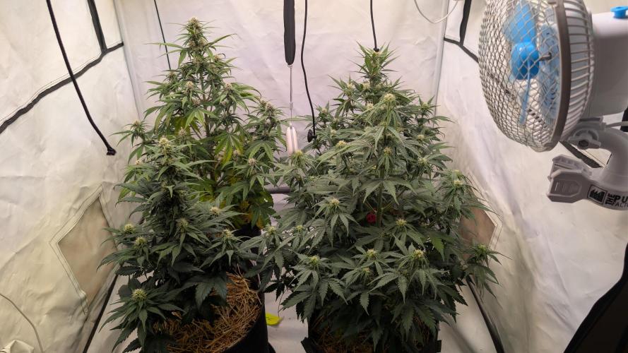 Last Auto Run. Week 6