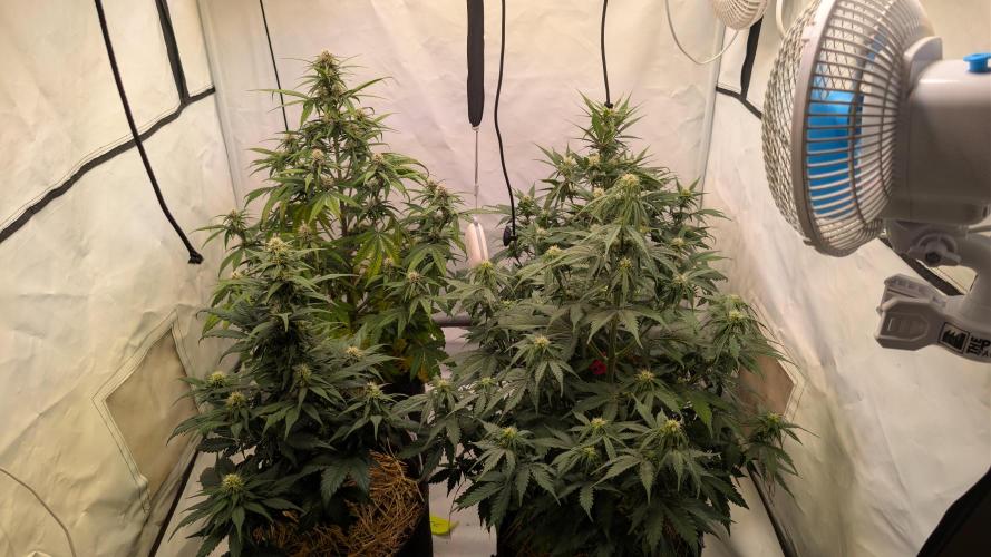 Last Auto Run. Week 6