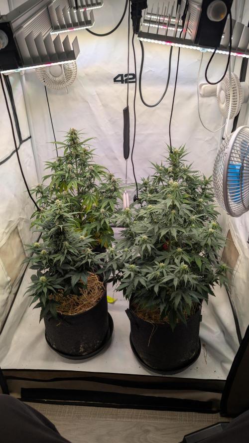 Last Auto Run. Week 6