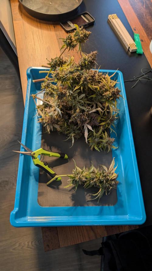 Fastbuds Collabo Run. Week 10