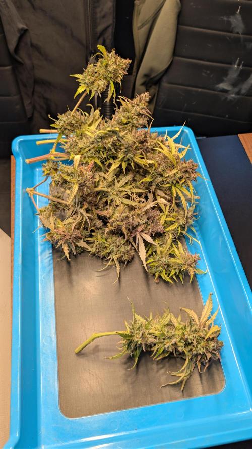 Fastbuds Collabo Run. Week 10