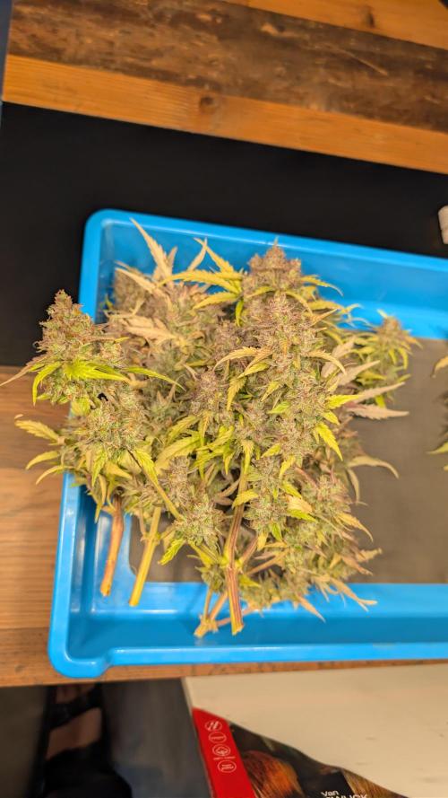 Fastbuds Collabo Run. Week 10