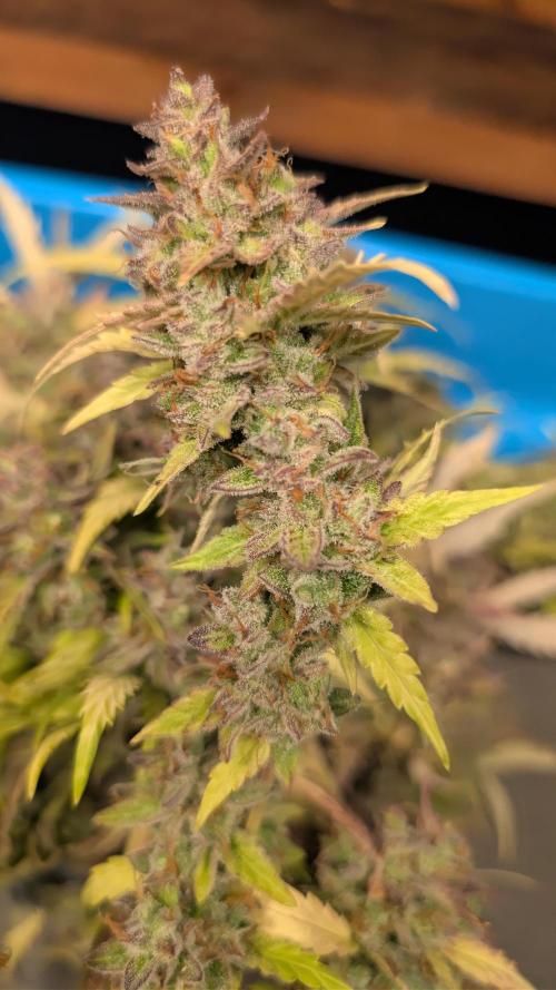 Fastbuds Collabo Run. Week 10