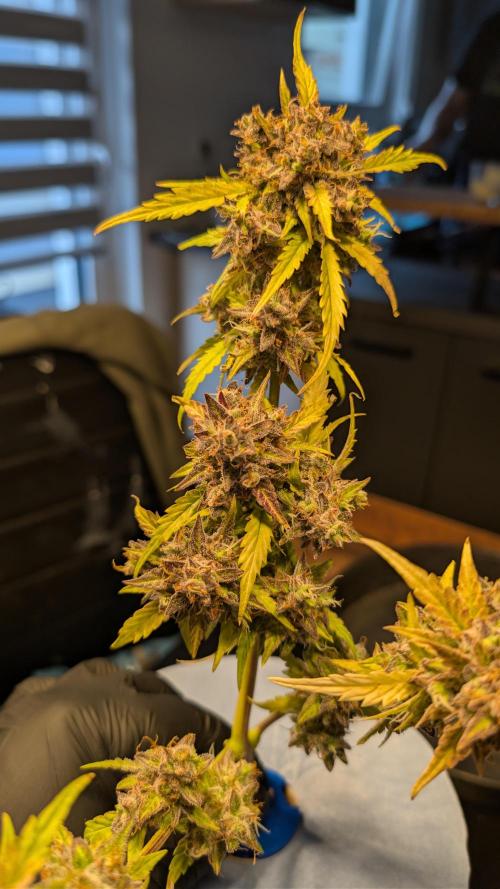 Fastbuds Collabo Run. Week 10