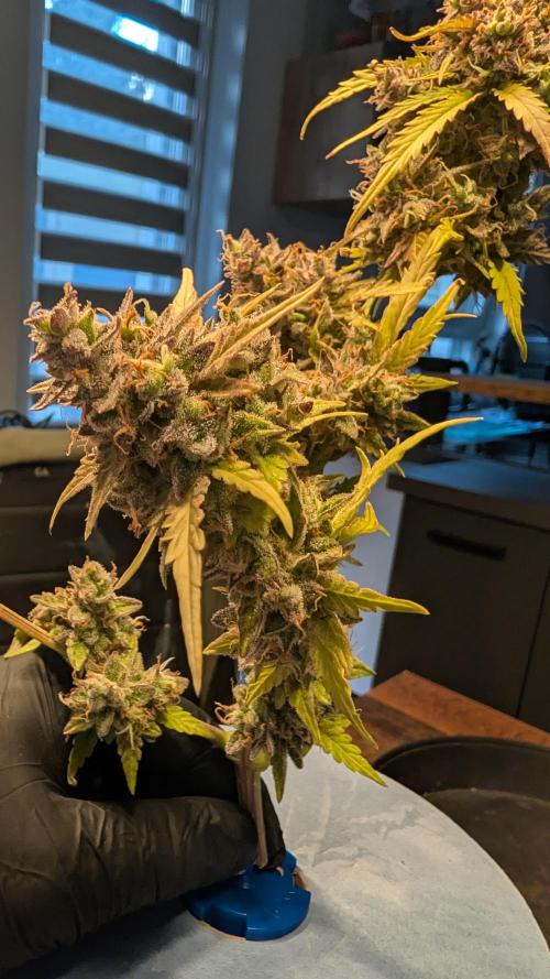 Fastbuds Collabo Run. Week 10