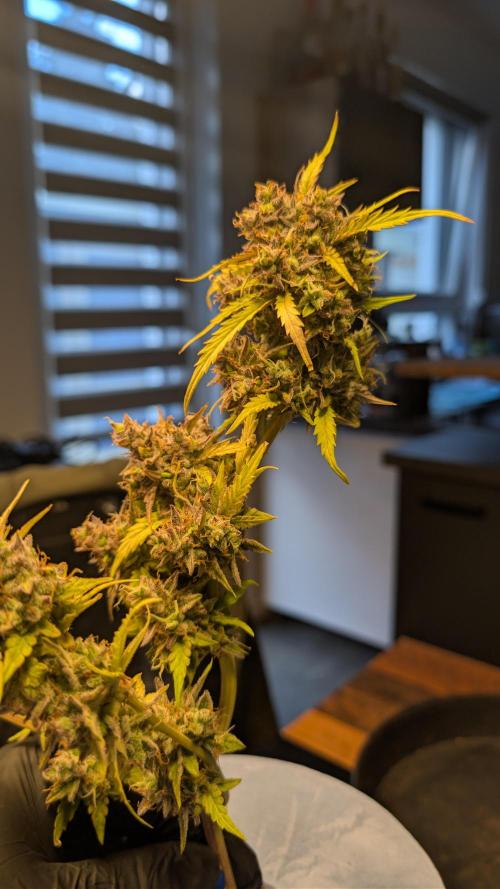 Fastbuds Collabo Run. Week 10