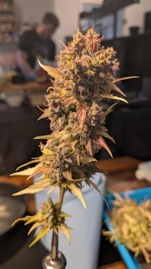 Fastbuds Collabo Run. Week 10