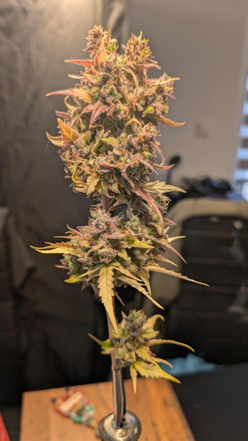 Fastbuds Collabo Run. Week 10