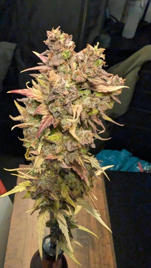 Fastbuds Collabo Run. Week 10