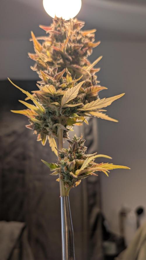 Fastbuds Collabo Run. Week 10