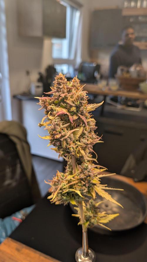 Fastbuds Collabo Run. Week 10