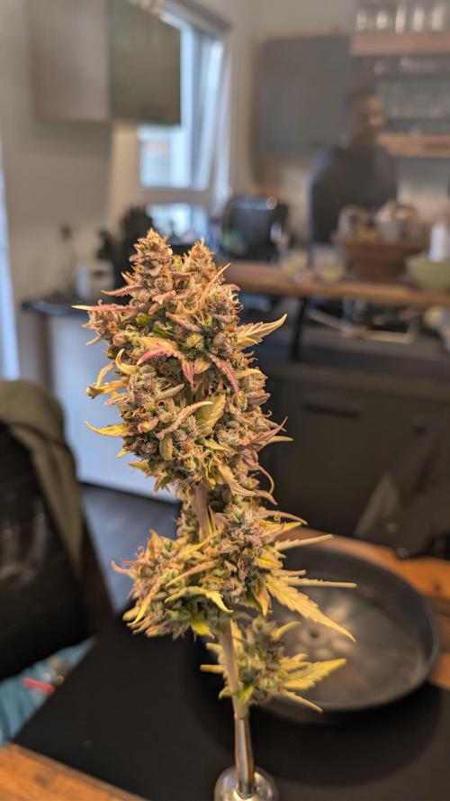 Fastbuds Collabo Run. Week 10