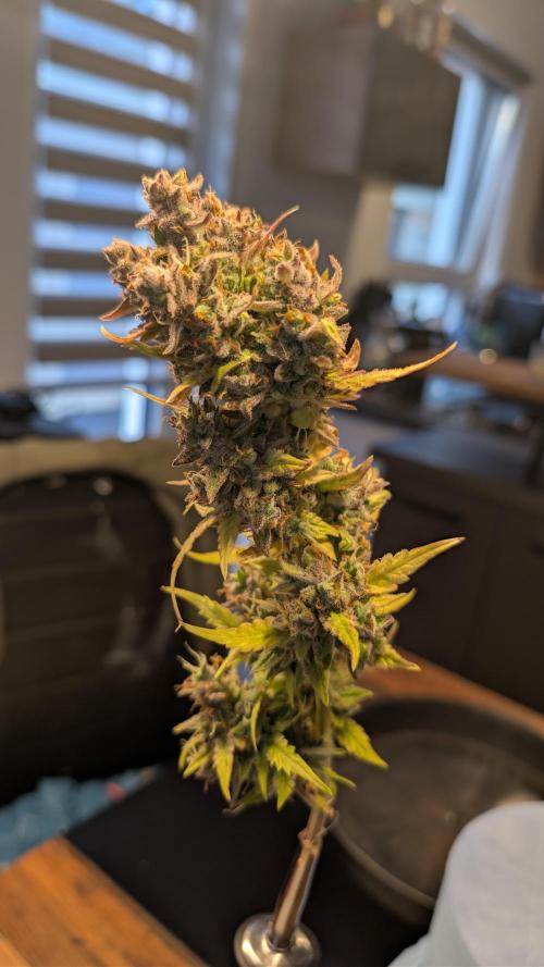 Fastbuds Collabo Run. Week 10