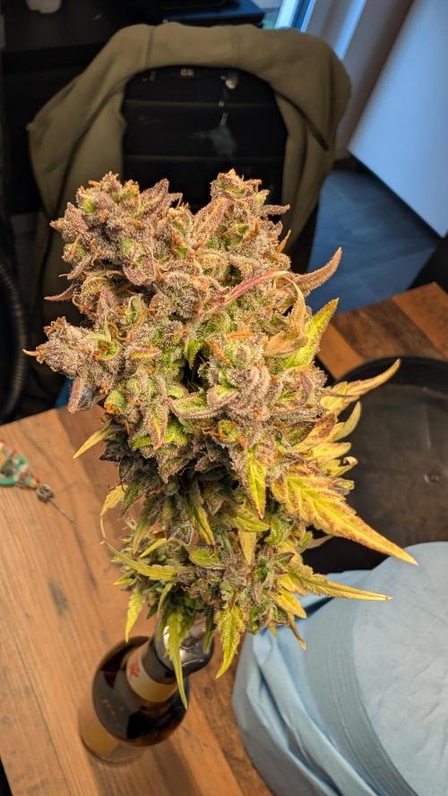 Fastbuds Collabo Run. Week 10