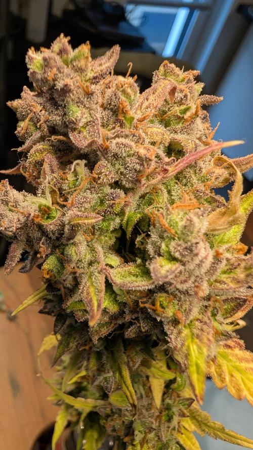 Fastbuds Collabo Run. Week 10