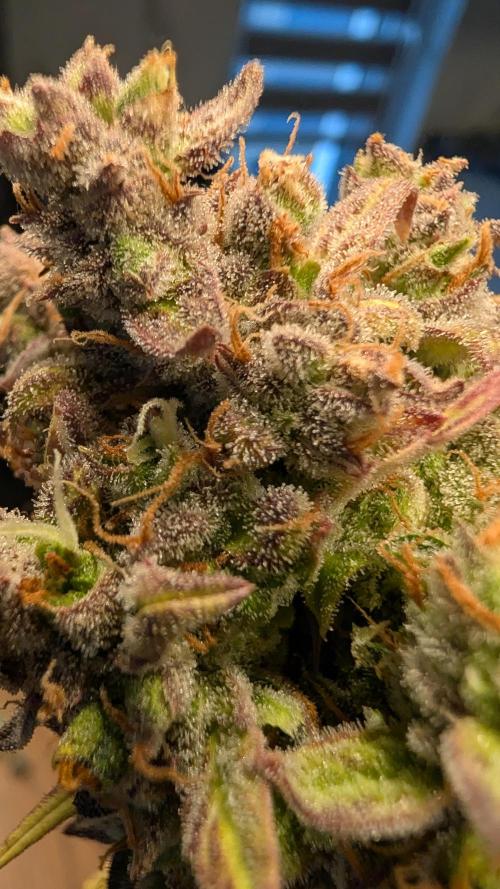 Fastbuds Collabo Run. Week 10