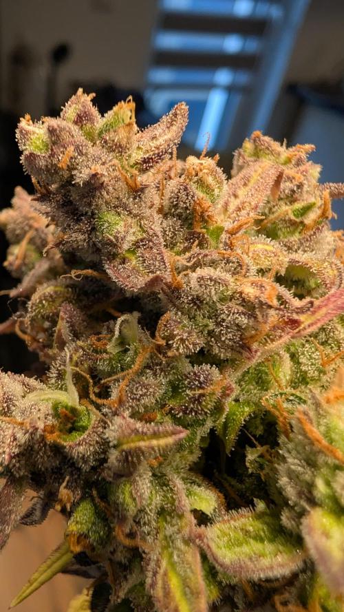 Fastbuds Collabo Run. Week 10