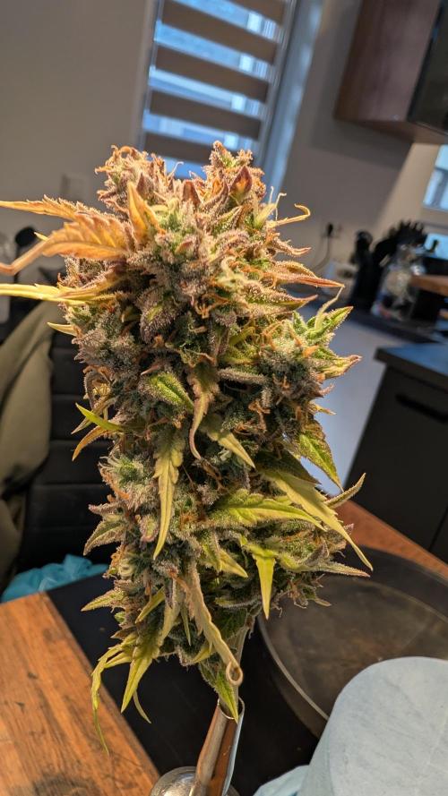 Fastbuds Collabo Run. Week 10