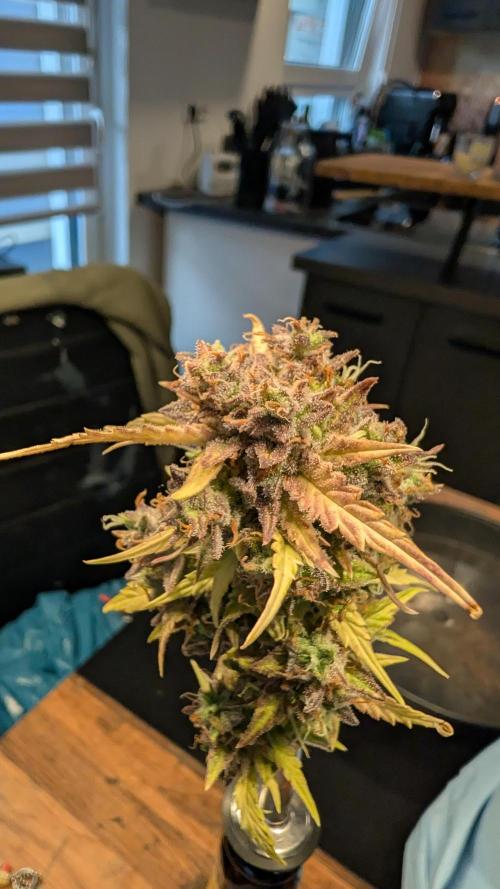 Fastbuds Collabo Run. Week 10