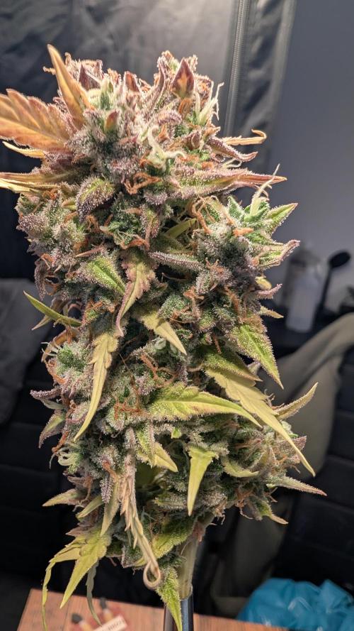 Fastbuds Collabo Run. Week 10