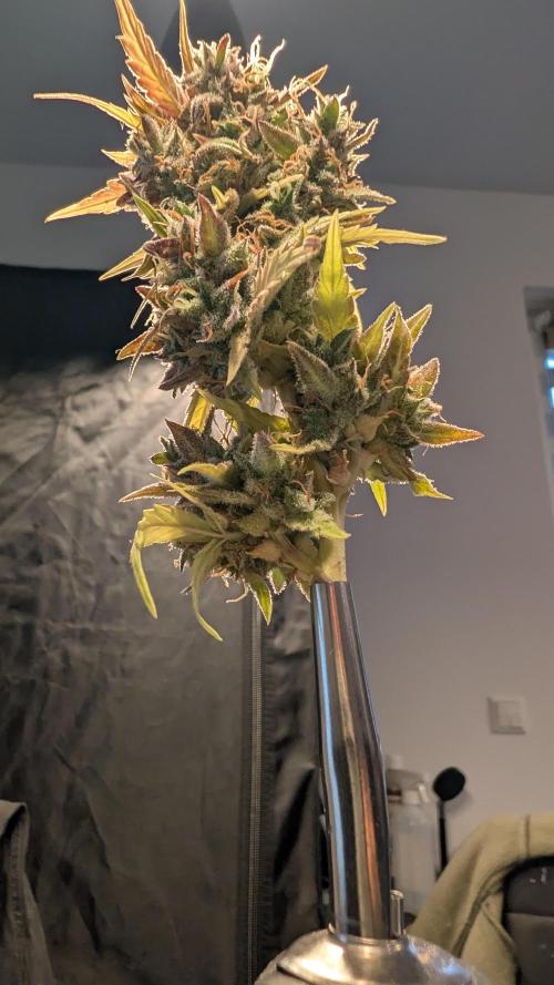 Fastbuds Collabo Run. Week 10