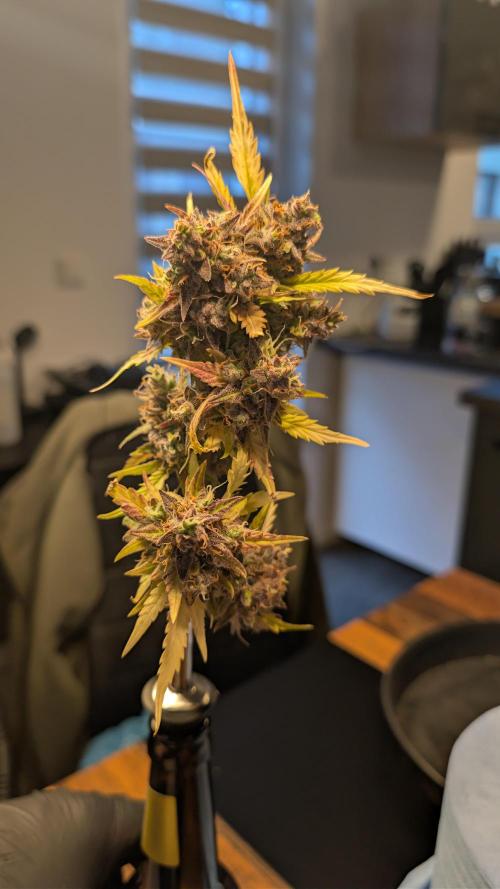 Fastbuds Collabo Run. Week 10