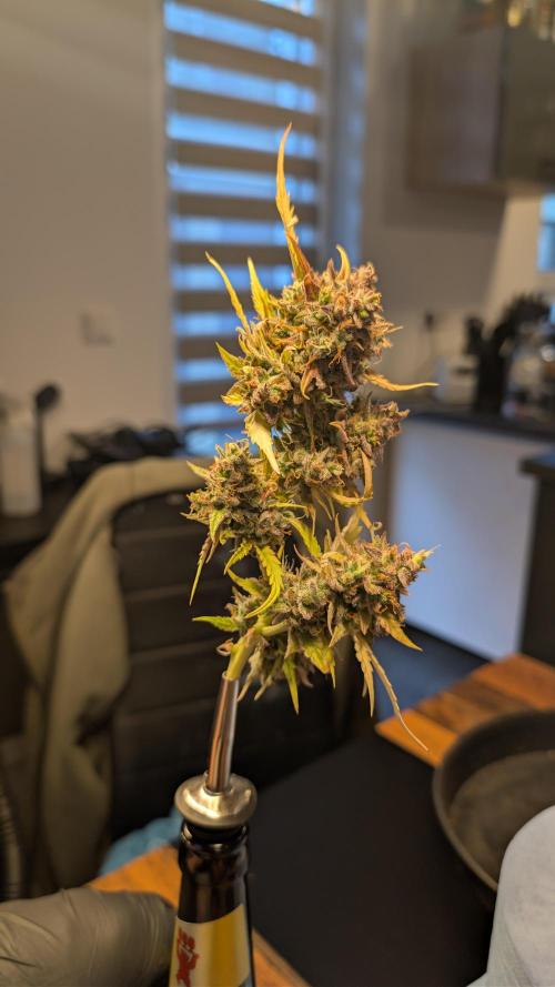 Fastbuds Collabo Run. Week 10