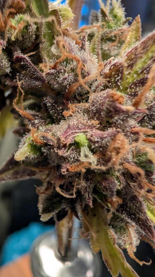 Fastbuds Collabo Run. Week 10