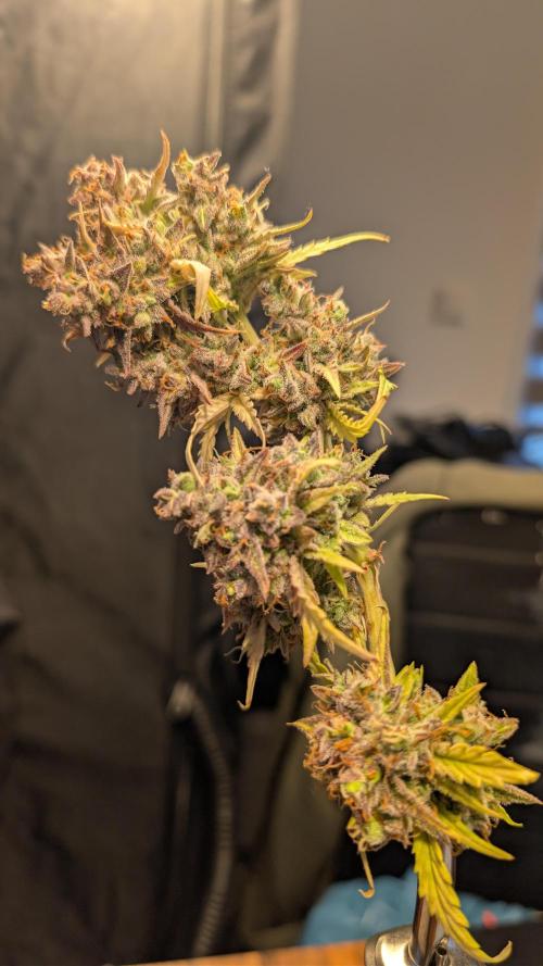 Fastbuds Collabo Run. Week 10