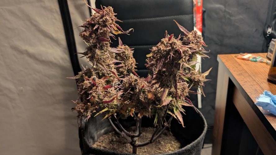 Fastbuds Collabo Run. Week 10