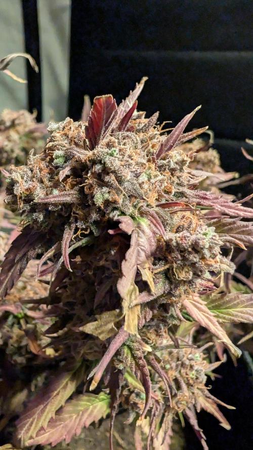 Fastbuds Collabo Run. Week 10