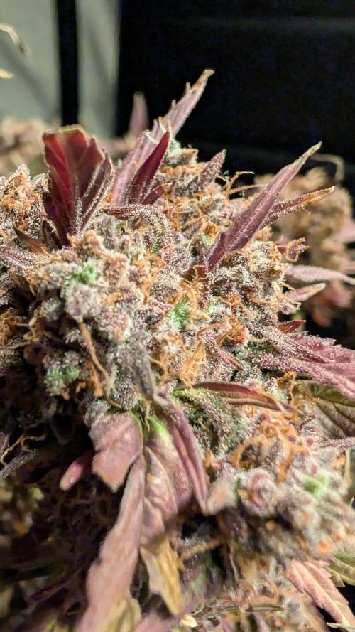 Fastbuds Collabo Run. Week 10