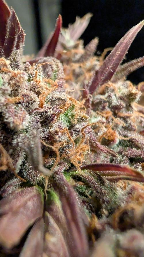 Fastbuds Collabo Run. Week 10