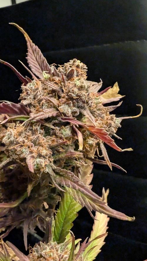 Fastbuds Collabo Run. Week 10