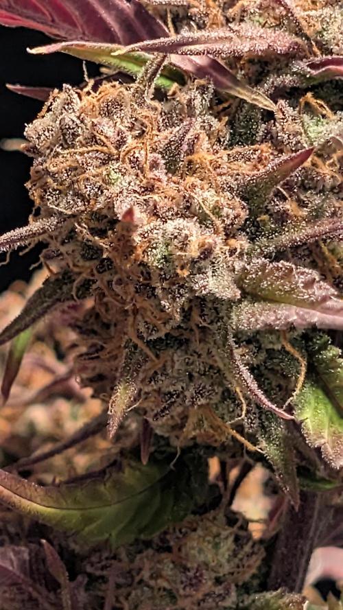 Fastbuds Collabo Run. Week 10